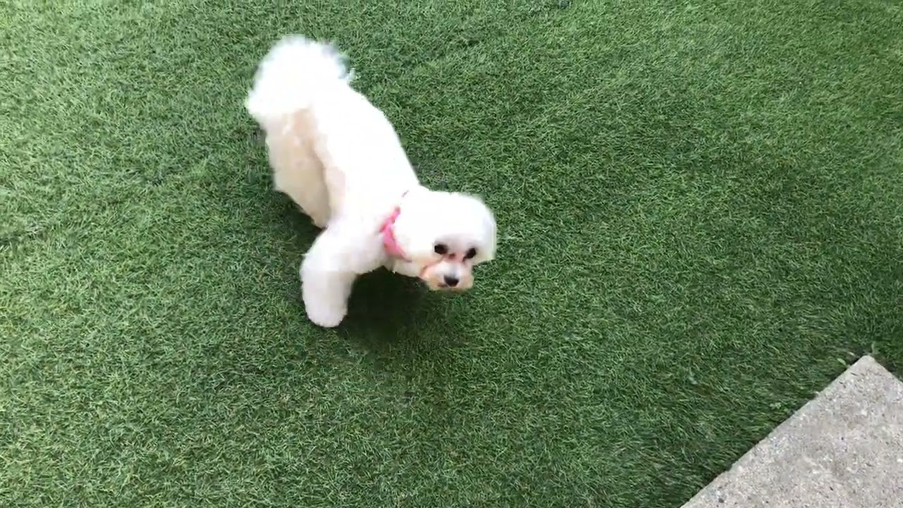 ふわっとぶぅちゃん ウブちゃんと遊ぶ♪ - YouTube
