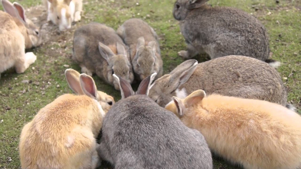 うさぎの楽園！広島県 大久野島 Rabbit Island - YouTube