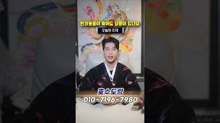 반려동물이 죽어도 상문이 들까요? #호수도령 #유명한점집 #신점 #강남점집