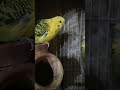 Perfect Budgies Cage Setup Must Watch Vertical Video
