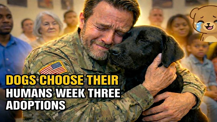 December Adoptions: When Dogs Choose Their Forever Humans