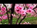 2 15 2021  amazing peach flower bloom