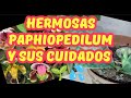 ¡¡!! AQUÍ OS MUESTRO MIS BELLAS PAPHIOPEDILUM !!¡¡🌷🌱💦