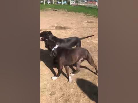 Махаон - YouTube