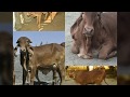 WORLD BEST GIR GAUMATA BREEEDS AT GAUSHALA