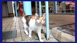 商店街で出会った三毛猫、裏道に入ると付いてきた