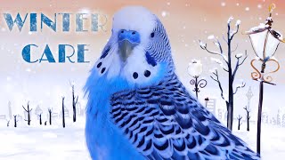 How Cold is Too Cold for Budgies?