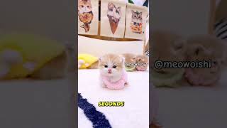 0% successful train ride..100% adorable chaos 💕 #cat #adorably #pawsn #cute #kitten #kitty #shorts