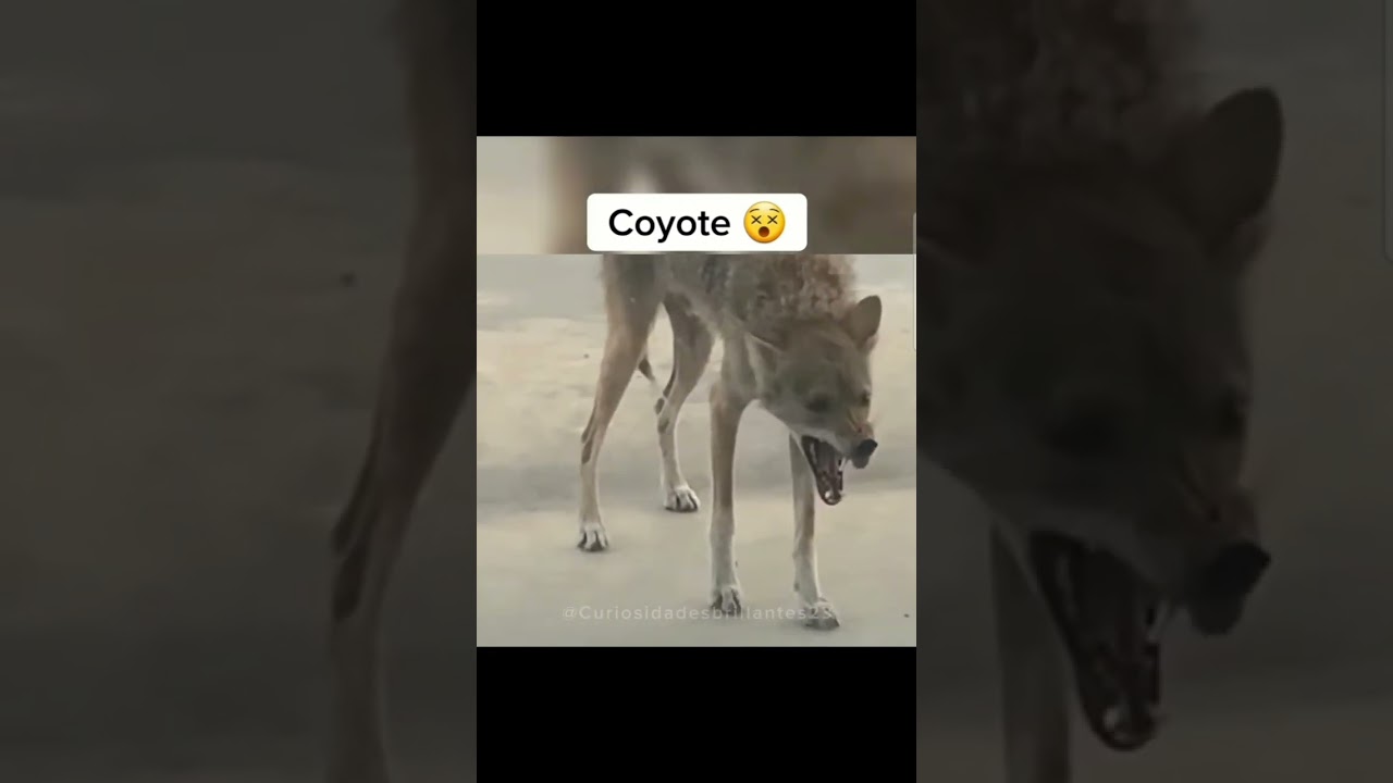 Como reaccionan los animales con rabia. 