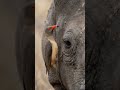 The Oxpecker and the Rhino The Giant #4khdr #africansafari #aivideo