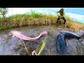 Amazing Fishing! Catch A Lot Of Redfish In Dry Water Time At Field By Hand!