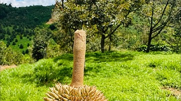 3159m2 sẵn 400 thổ cư, mặt tiền đường Blaosere thôn 10b Lộc Thành,Bảo Lâm,sầu riêng kín lối 1.9 tỉ