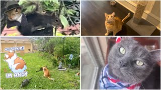 CAT VLOG We have a tasty breakfast and lunch |miss Squirrel gossiping |Im very  #猫 #catlover