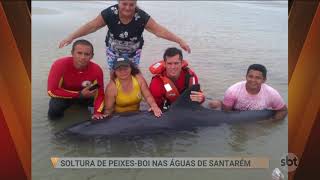 SBT PARÁ (18.03.19) Soltura de peixes-boi nas águas de Santarém.