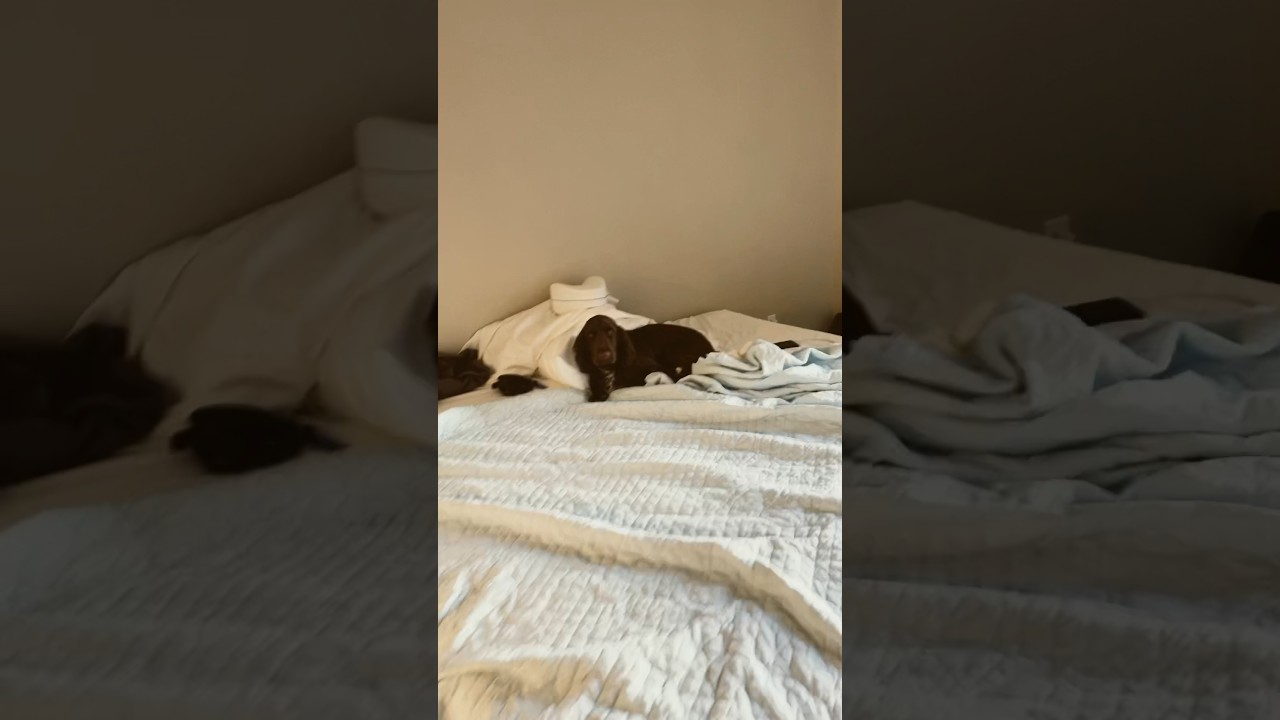 Mr Pillow Stealer Strikes Again YouTube