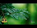 Real Rain Sounds for Sleeping in 4K Ultra HD | Calm Nature for Large Screens