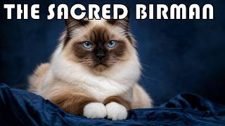 The Sacred Birman Cat: Everything You Need to Know | Complete Breed Guide & Documentary