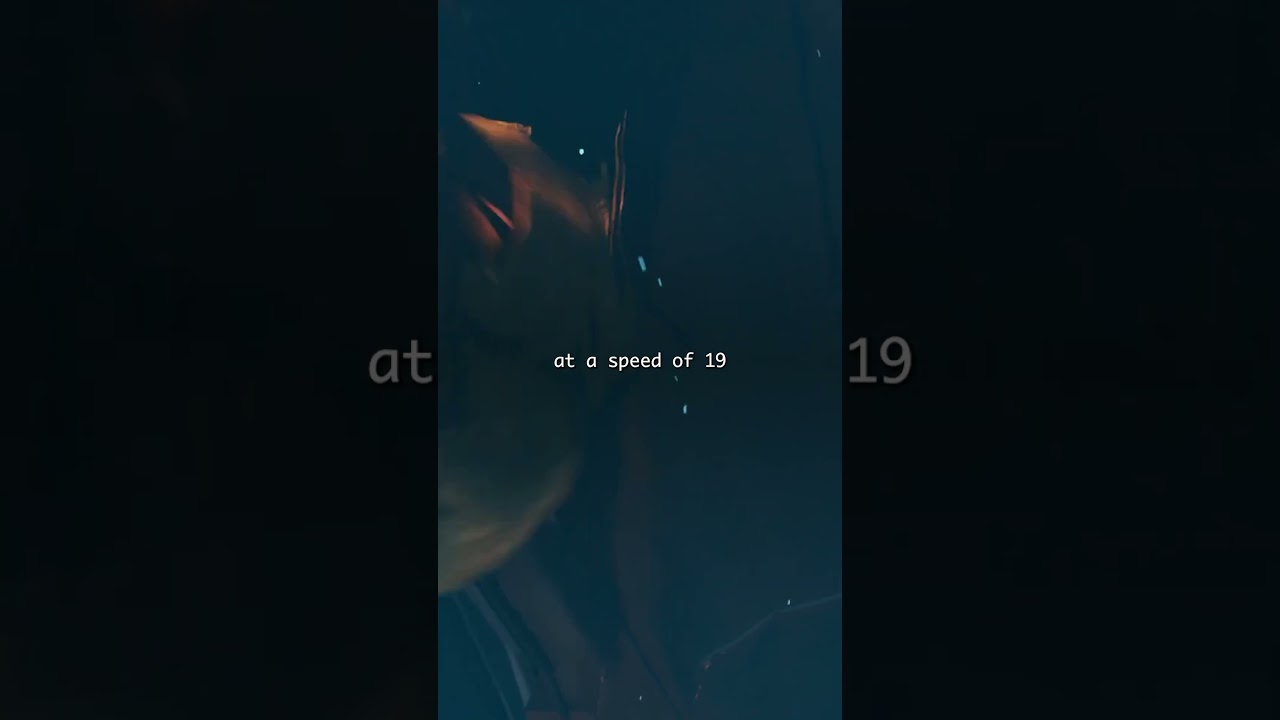 Battleship Bismarck Was Surprisingly Fast! 