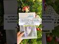 മഞ്ഞ് MT Vasudevan Nair | Manju book review #mtvasudevannair