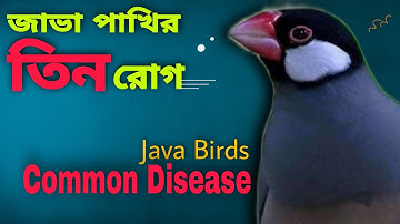 জাভা পাখির ৩টি রোগ | Java Sparrow Diseases (V- 153)