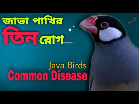 3 Common Diseases in Java Sparrows | Java Sparrow Diseases (V- 153)