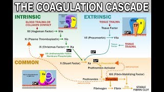 HEMOSTASIS/COAGULATION CASCADE - Intrinsic/Extrinsic/Common Pathways, Amplification, and Propagation