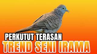 SUARA IRAMA PERKUTUT LOKAL NGEPAT
