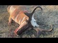 GIANT CUTTERS! Her First Antelope! A Wyoming Antelope Hunt