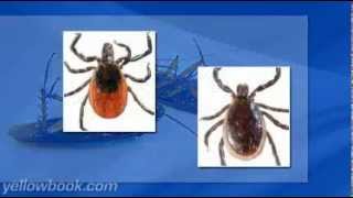 Termites, Bed Bugs, Rodents, and Pest Control with A-1 Exterminators