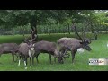 Christmas in July at Hardy's Reindeer Ranch in Rantoul