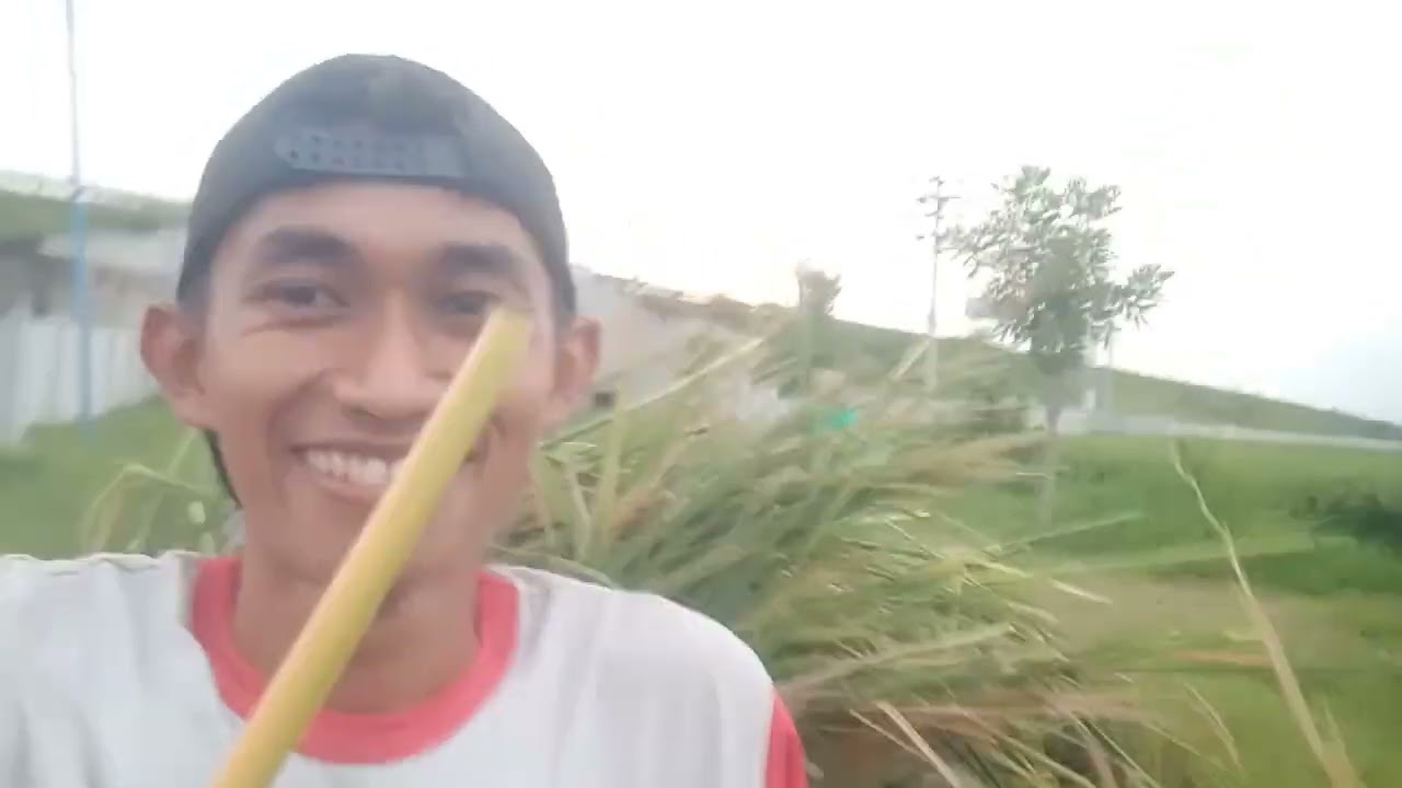 Ngabuburit disawah,ngambil jerami untuk pakan sapi #bangalideso #ngaritpadi