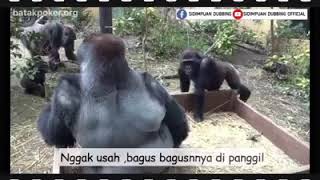 Dubbing Gorilla