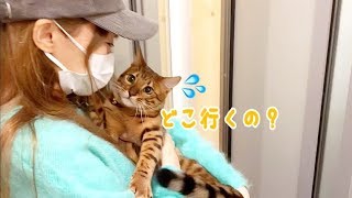 【大移動】猫6匹連れて実家に帰ります！（車を新しく変えました）