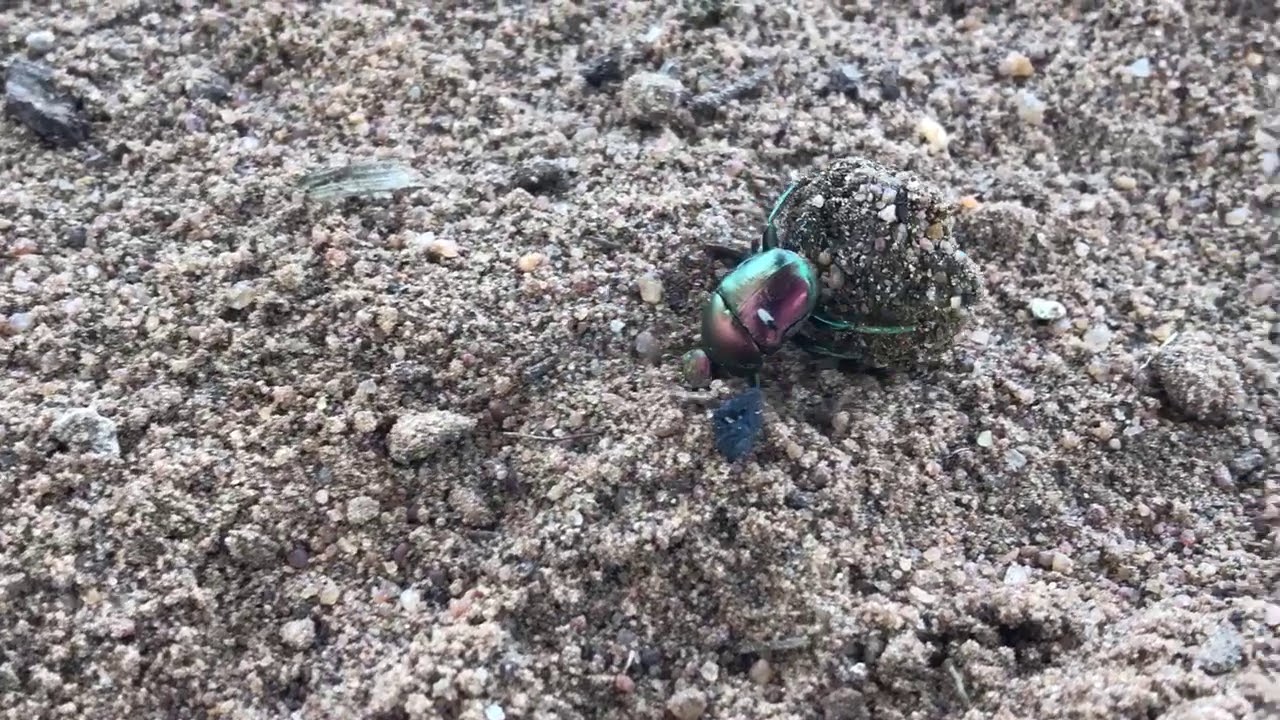 さぼってばかりの虫屋日記２