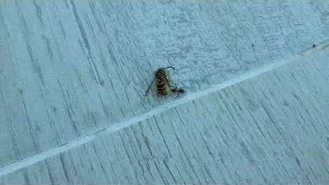 Kde je největší mravenec světa?