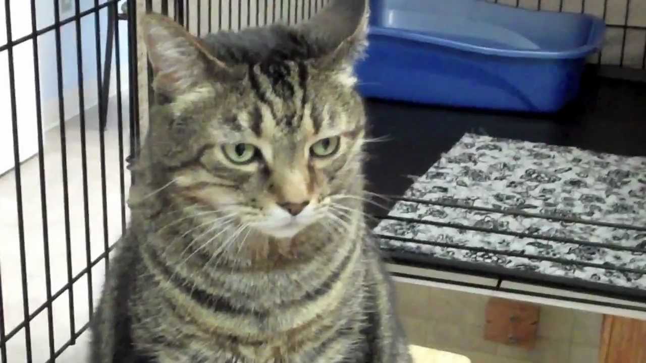 Protectors of Animals - Misu ADOPTED