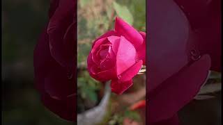 nature+ music=pure magicr 🌹#flowers #beautiful #music #shorts