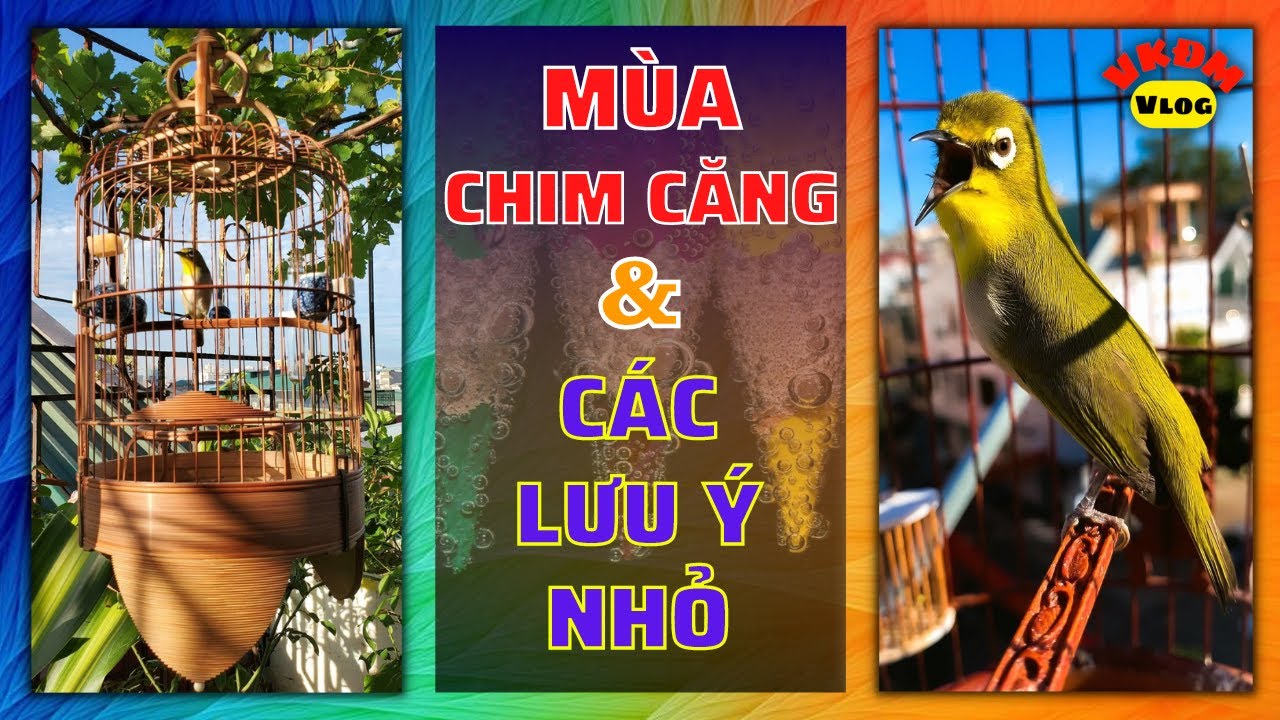 Птичий сезон и небольшие заметки | VKDM