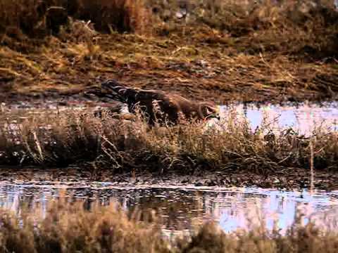 ♪鳥くんの野鳥動画～ハイイロチュウヒ♀採食～Hen Harrier - YouTube Nagaimasato/♪BirdKun