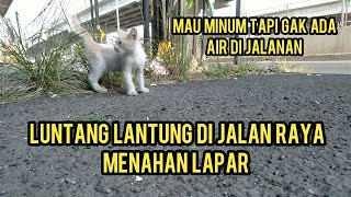 Anak Kucing Sedih Kelaparan Luntang Lantung Mencari Makan Di Jalan Raya Sambil Mencari Induknya..!