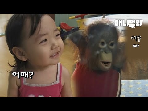 <strong>사람</strong> 손에 자란 아기 오랑우탄..처음으로 거울을 보자 한 행동ㅣRaised By Humans, Orangutan React To A Mirror For The First <strong>Time</strong>