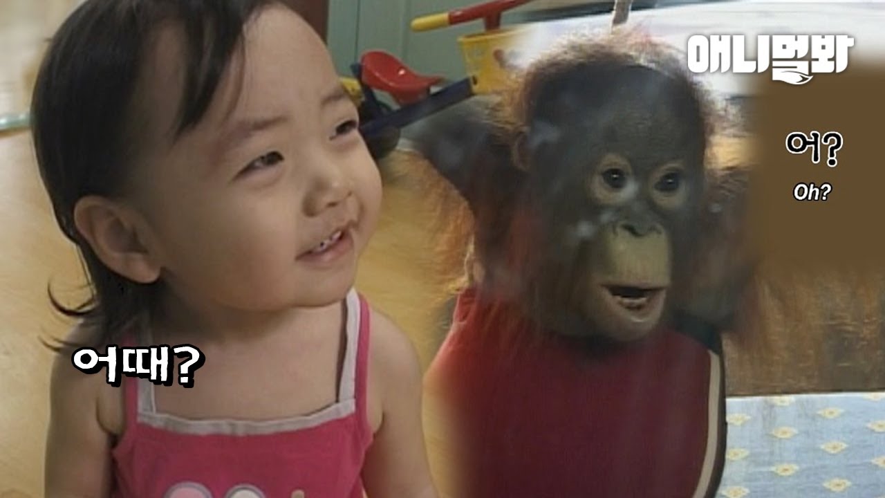 Выращенный людьми, орангутанг впервые реагирует на зеркало