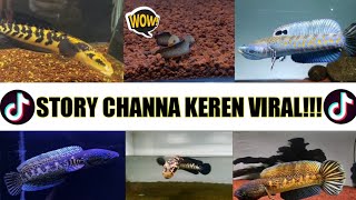 Story Ikan Channa Virall [Tik Tok] ~2022