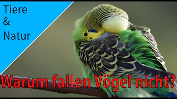 Welcher Vogel schläft nie?