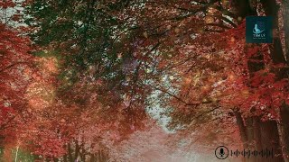 Beautiful Relaxing Music - Romantic Music with Piano, Cello, Guitar & Violin - -Autumn Colors-
