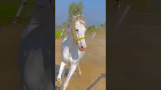 Amazing Horse From Around The Worldbest Relix Musicshort 2K23