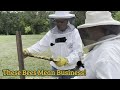 Hanging With Bees!