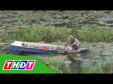 Growing Water Lilies During the Flooding Season | THDT