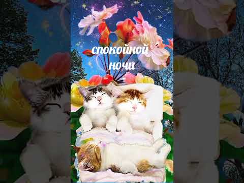 Спокойной ночи! #котики #новинка #коты #кошки #приколы #котята #аниме