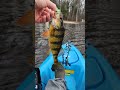 hair jigs slays in the winter #fishing #fishingvideo #bassfishing #fishinglures